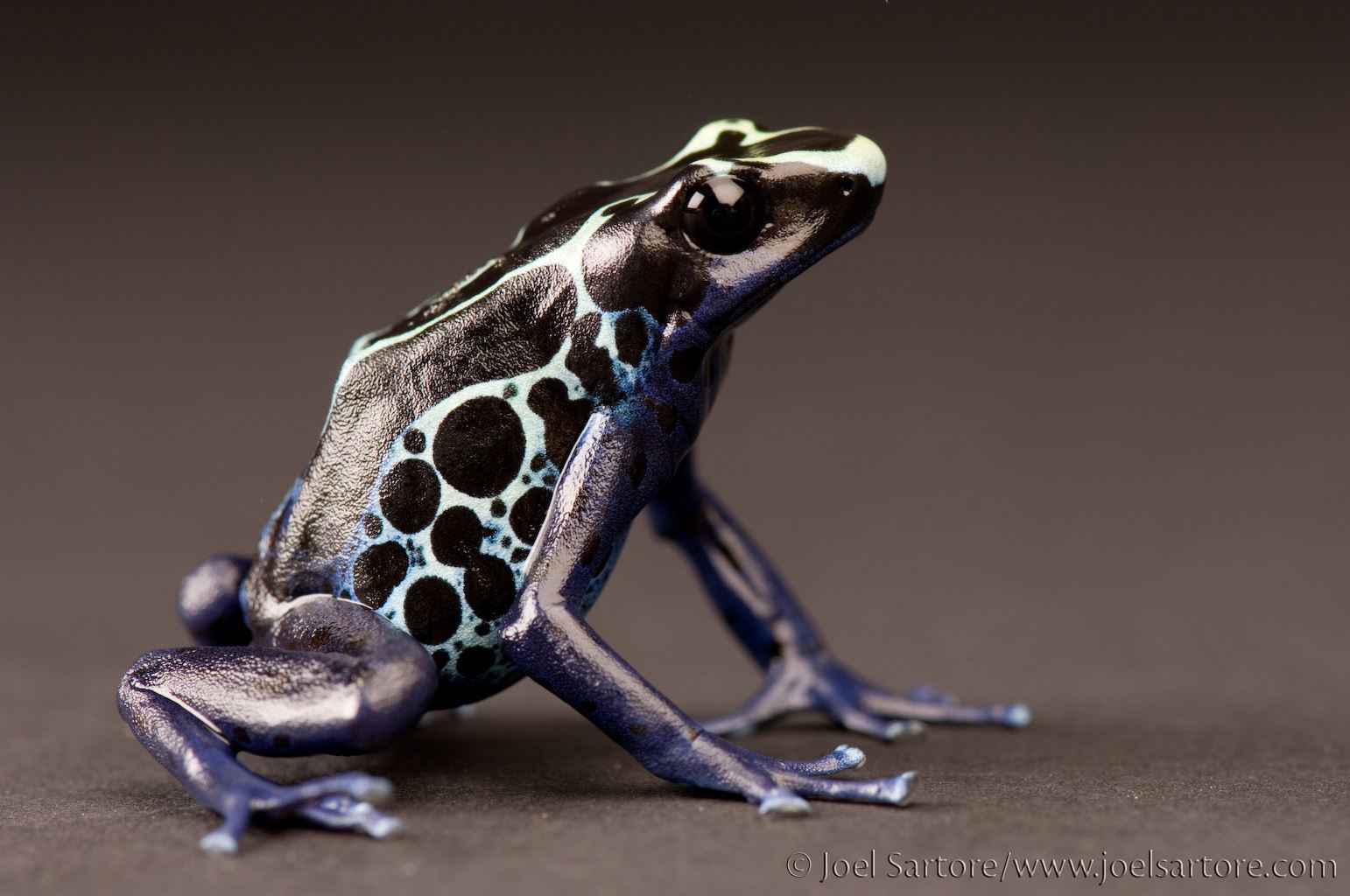 Blue Poison Dart Frog