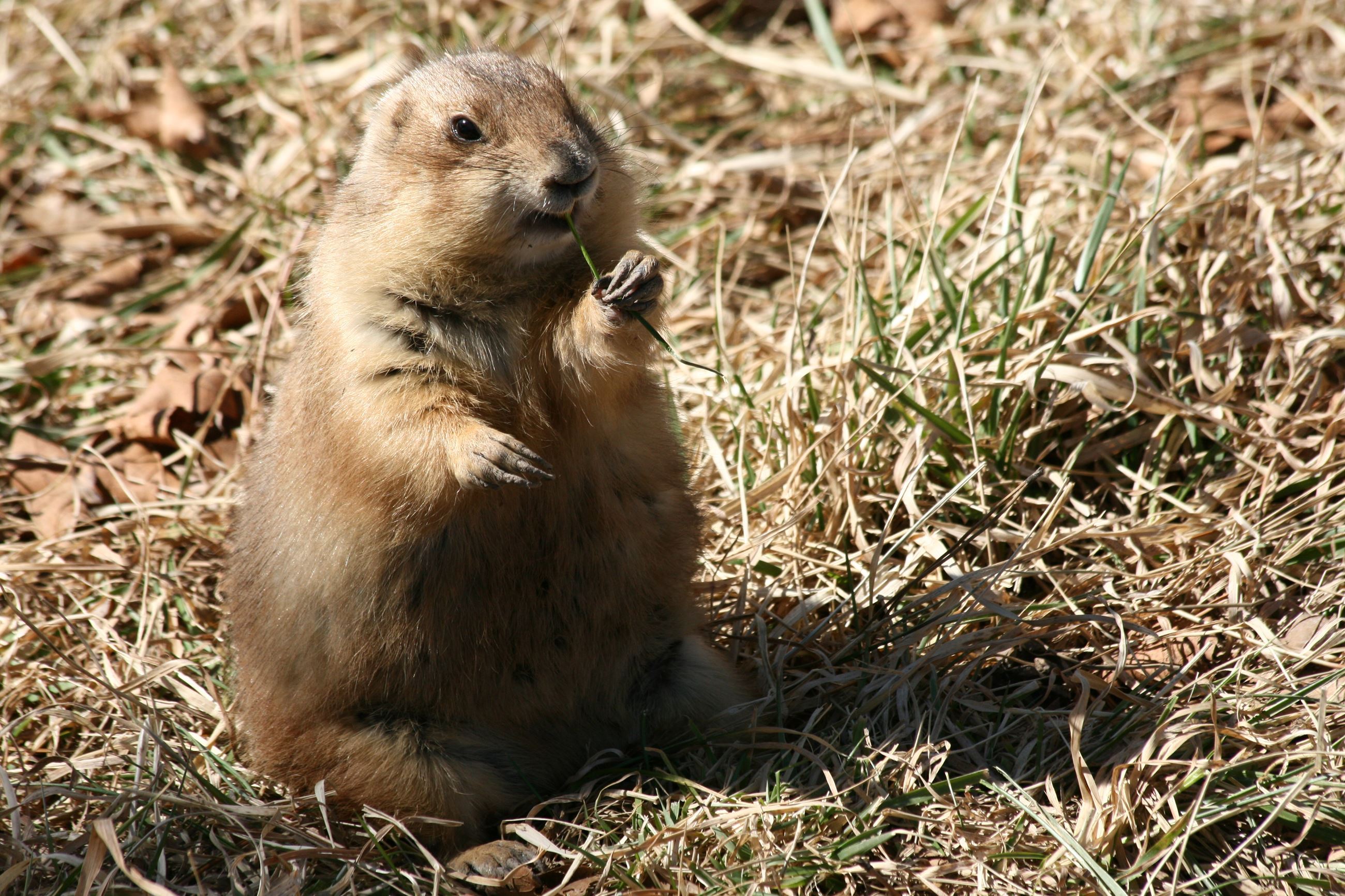 Black-Tailed Prairie Dog Chewing on a Blade of Grass