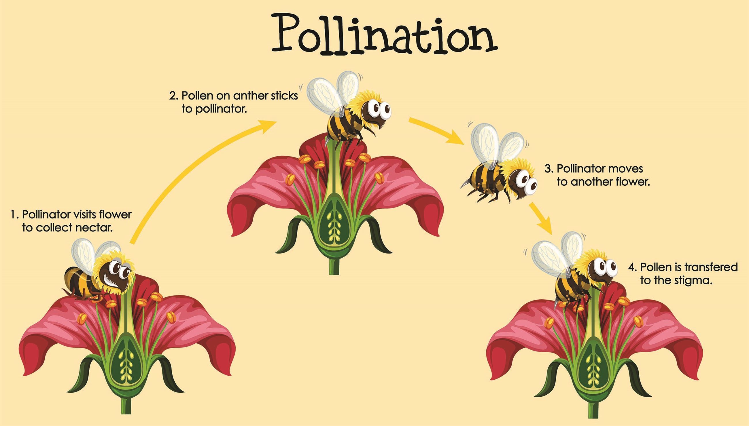 Pollination Process 